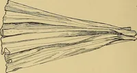 An illustration from Indoor and outdoor handicraft and recreation for girls (1904)