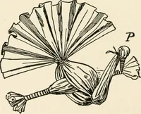 An illustration from Indoor and outdoor recreations for girls (1906)