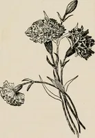 An illustration from Indoor and outdoor recreations for girls (1906)