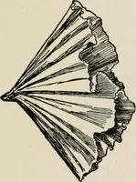 An illustration from Indoor and outdoor recreations for girls (1906)
