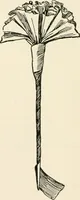 An illustration from Indoor and outdoor recreations for girls (1906)