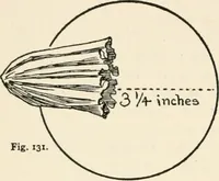 Picture 101 of 329 from Indoor and outdoor recreations for girls (1906), leaf 115
