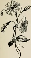 An illustration from Indoor and outdoor recreations for girls (1906)