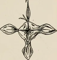 An illustration from Indoor and outdoor recreations for girls (1906)