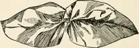An illustration from Indoor and outdoor recreations for girls (1906)