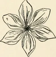 An illustration from Indoor and outdoor recreations for girls (1906)