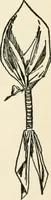An illustration from Indoor and outdoor recreations for girls (1906)