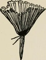 An illustration from Indoor and outdoor recreations for girls (1906)
