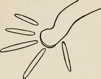 An illustration from Indoor and outdoor recreations for girls (1906)