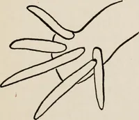 An illustration from Indoor and outdoor recreations for girls (1906)