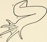 An illustration from Indoor and outdoor recreations for girls (1906)