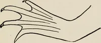 An illustration from Indoor and outdoor recreations for girls (1906)