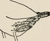 An illustration from Indoor and outdoor recreations for girls (1906)