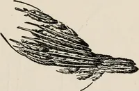An illustration from Indoor and outdoor recreations for girls (1906)