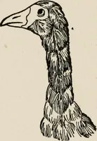 An illustration from Indoor and outdoor recreations for girls (1906)