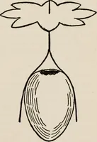 An illustration from Indoor and outdoor recreations for girls (1906)