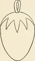 An illustration from Indoor and outdoor recreations for girls (1906)
