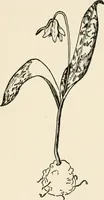 An illustration from Indoor and outdoor recreations for girls (1906)