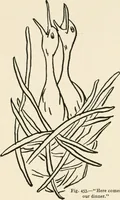 An illustration from Indoor and outdoor recreations for girls (1906)