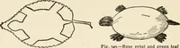 An illustration from Indoor and outdoor recreations for girls (1906)