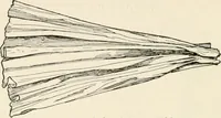 An illustration from Indoor and outdoor recreations for girls (1906)