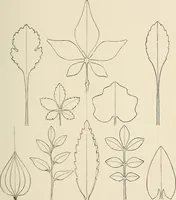 An illustration from Industrial drawing for girls : design principles applied to dress (1912)