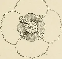 An illustration from Industrial drawing for girls : design principles applied to dress (1912)