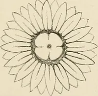 An illustration from Industrial drawing for girls : design principles applied to dress (1912)