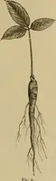 An illustration from The industries of Japan : together with an account of its agriculture, forestry, arts, and commerce. From travels and researches undertaken at the cost of the Prussian government (1889)