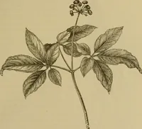 An illustration from The industries of Japan : together with an account of its agriculture, forestry, arts, and commerce. From travels and researches undertaken at the cost of the Prussian government (1889)