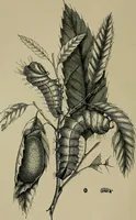 An illustration from The industries of Japan : together with an account of its agriculture, forestry, arts, and commerce. From travels and researches undertaken at the cost of the Prussian government (1889)