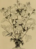 An illustration from The industries of Japan : together with an account of its agriculture, forestry, arts, and commerce. From travels and researches undertaken at the cost of the Prussian government (1889)