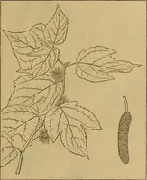 An illustration from The industries of Japan : together with an account of its agriculture, forestry, arts, and commerce. From travels and researches undertaken at the cost of the Prussian government (1889)