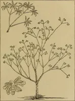 An illustration from The industries of Japan : together with an account of its agriculture, forestry, arts, and commerce. From travels and researches undertaken at the cost of the Prussian government (1889)