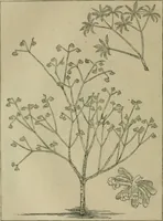 An illustration from The industries of Japan : together with an account of its agriculture, forestry, arts, and commerce. From travels and researches undertaken at the cost of the Prussian government (1889)