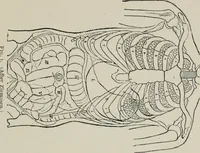 An illustration from The influence of dress in producing the physical decadence of American women : annual address upon obstetrics and gynecology (1891)
