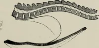 An illustration from The influence of dress in producing the physical decadence of American women : annual address upon obstetrics and gynecology (1891)