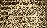 An illustration from Ingalls' hand-book of darned lace patterns .. (1885)