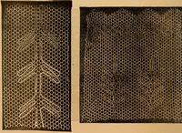 An illustration from Ingalls' hand-book of darned lace patterns .. (1885)