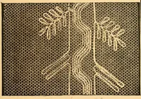 Picture 72 of 77 from Ingalls' hand-book of darned lace patterns .. (1885), leaf 80