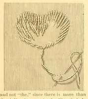 Picture 3 of 14 from Ingalls' manual of fancy work (1882), leaf 9