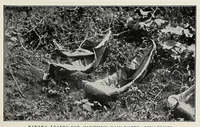 Picture 5 of 9 from In the heart of Africa (1910), leaf 269