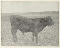 An illustration from Inheritance studies of color and horn charactersitics (1918)