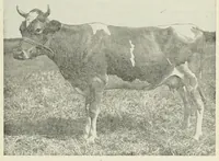 An illustration from Inheritance studies of color and horn charactersitics (1918)