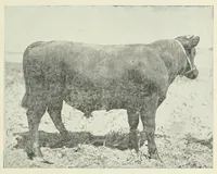 An illustration from Inheritance studies of color and horn charactersitics (1918)