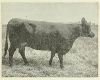 An illustration from Inheritance studies of color and horn charactersitics (1918)