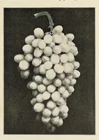Picture 6 of 14 from The Inland printer (1883), leaf 493