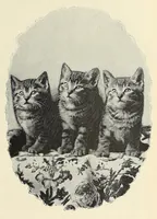 An illustration from The Inland printer (1883)