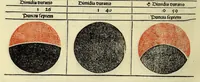 Picture 7 of 12 from In laudem operis kalendarij. s. huius Johanne de Monte Regio editi Germano[rum] decoris nostrae aetatis astronomoru[m] principis Jacobi Sontini Ricinensis Carmina, leaf 42