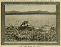Picture 6 of 14 from In the Maine woods (1904), leaf 101
